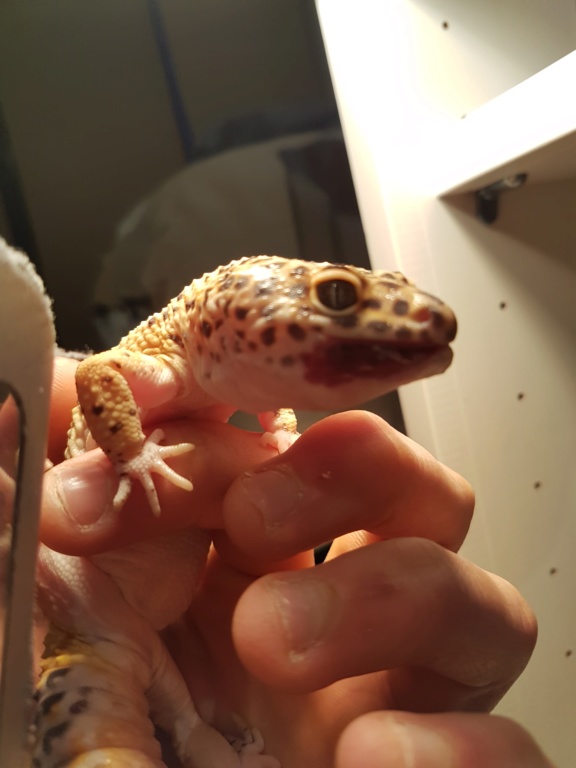 Problème gecko léopard 20200116