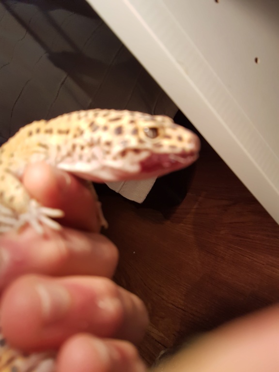 Problème gecko léopard 20200117