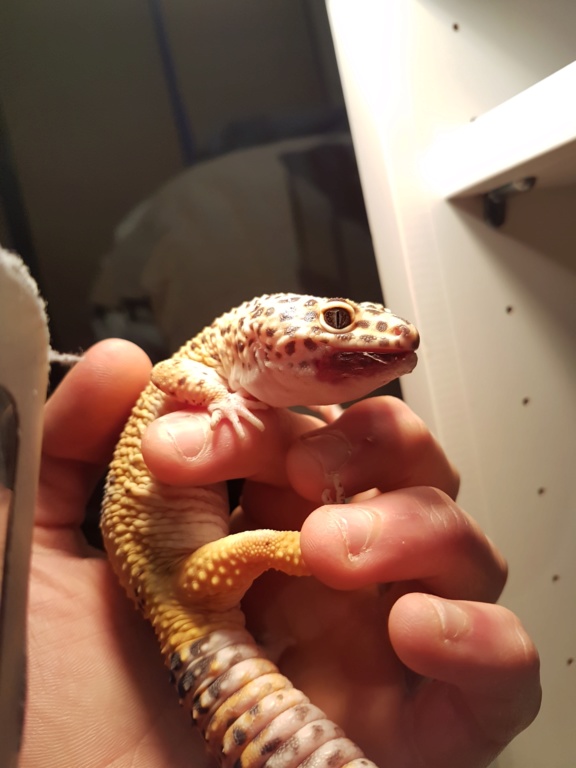 Mon gecko léopard Caramel  20200122