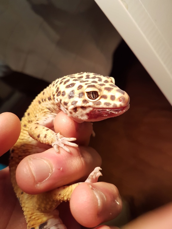 Mon gecko léopard Caramel  20200124