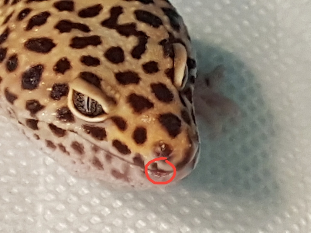 Mon gecko léopard Caramel  20200125