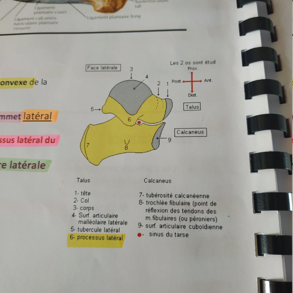 Surface malleolaire médiale et latérale du talus  15553110