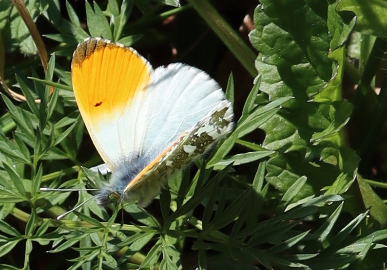 [Divers espèces printanières] Papillons précoces 2021 Aurire10