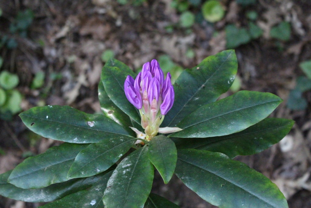Pour identification, merci : Rhododendron ponticum Img_1110