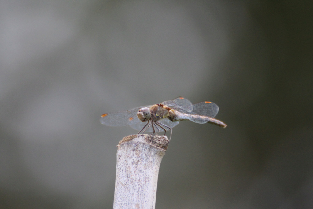 [Sympetrum striolatum] Sympétrum Sanguin ou Méridonal ? Img_8915