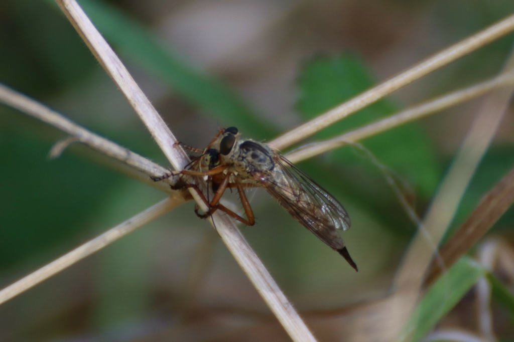 Mouche asilide Mouche10