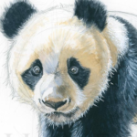 Caspian Matkovic Panda11