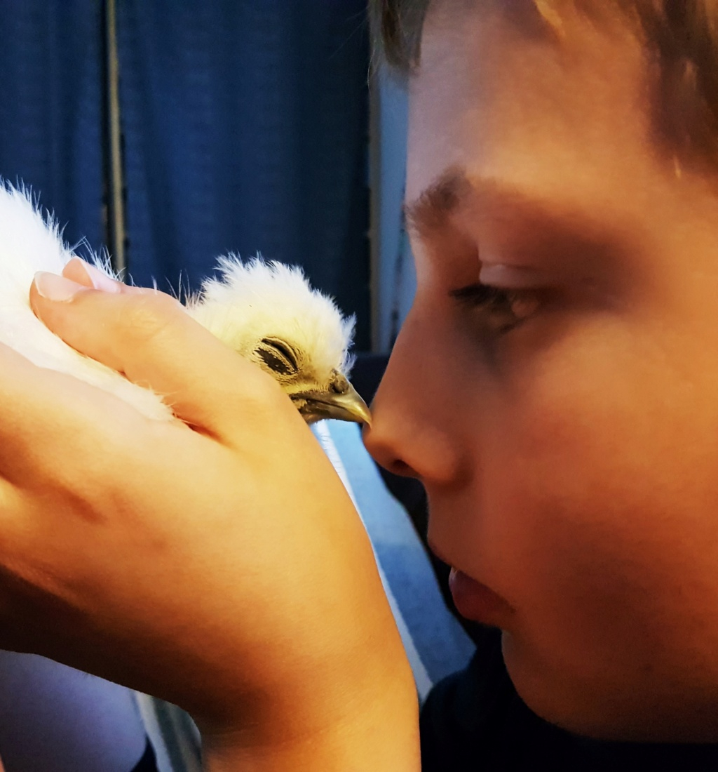 Grande Expo/Concours Photos et/ou vidéos 1 semestre 2023 consacré aux bébés des Animaux à Plumes (3 Photos et/ou vidéos par post et illimitée en nombre de posts) 20200511