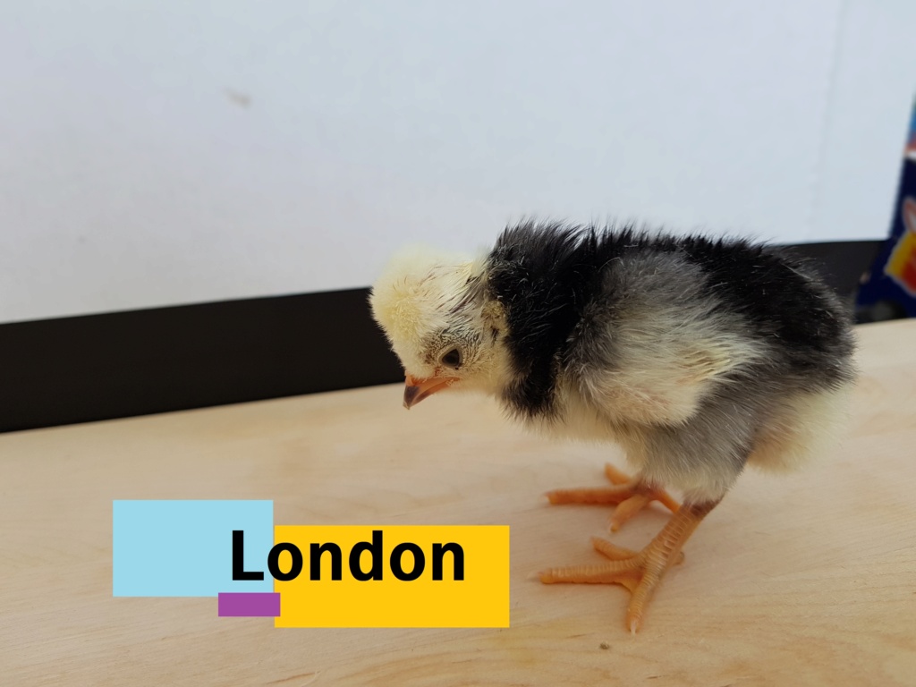 Bonne nouvelle : poussin en couveuse London10