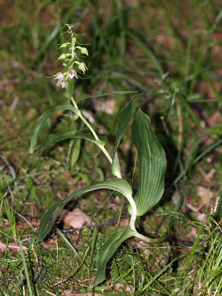 Epipactis leptochila ? 7d_66010