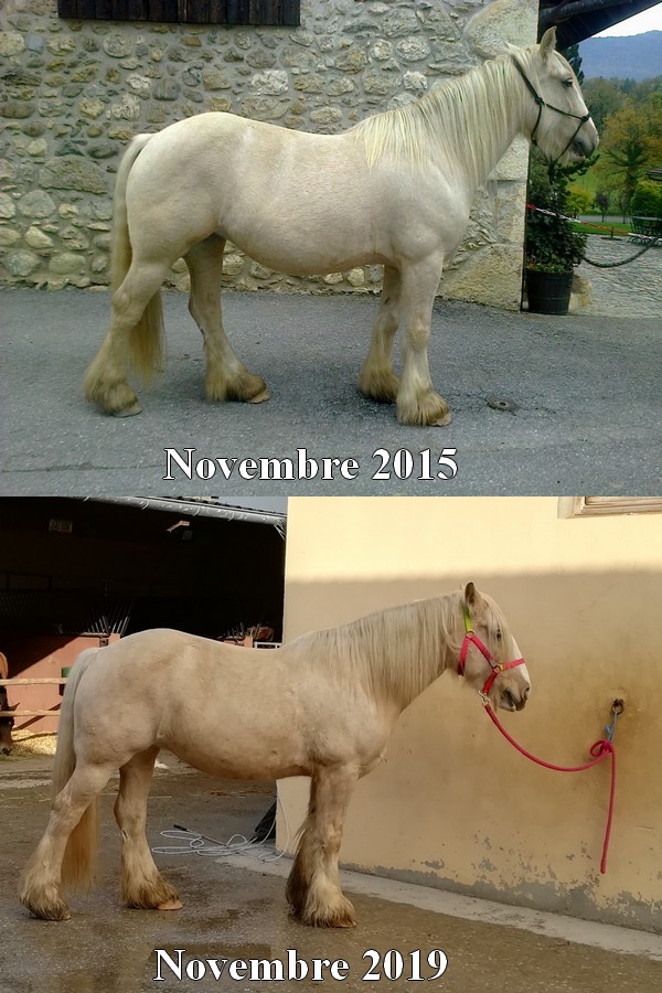 Evolution de vos chevaux avant/après - Page 2 Compar10