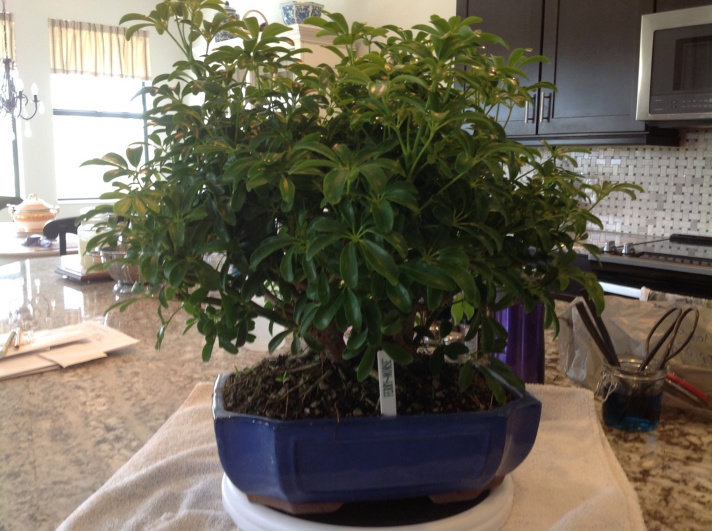 New Member with a new tree Img_2611