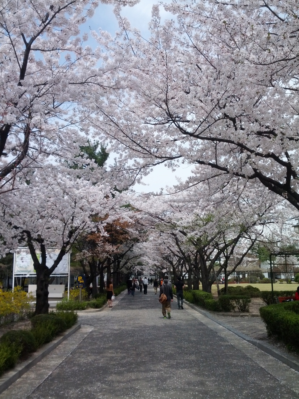 La Floraison des cerisiers au Japon - Sakura Zensen Img_2015