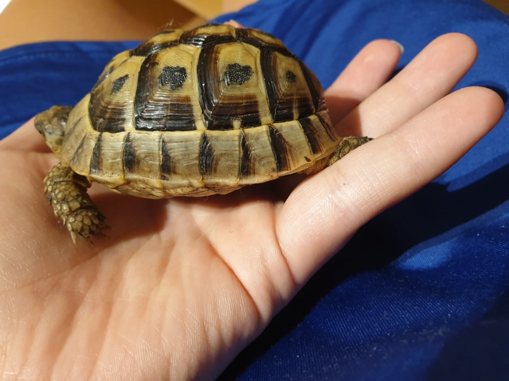 identification de ma petite tortue et conseil 20191010