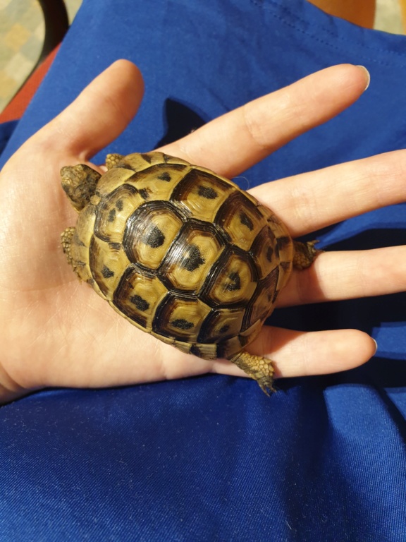 identification de ma petite tortue et conseil 20191013
