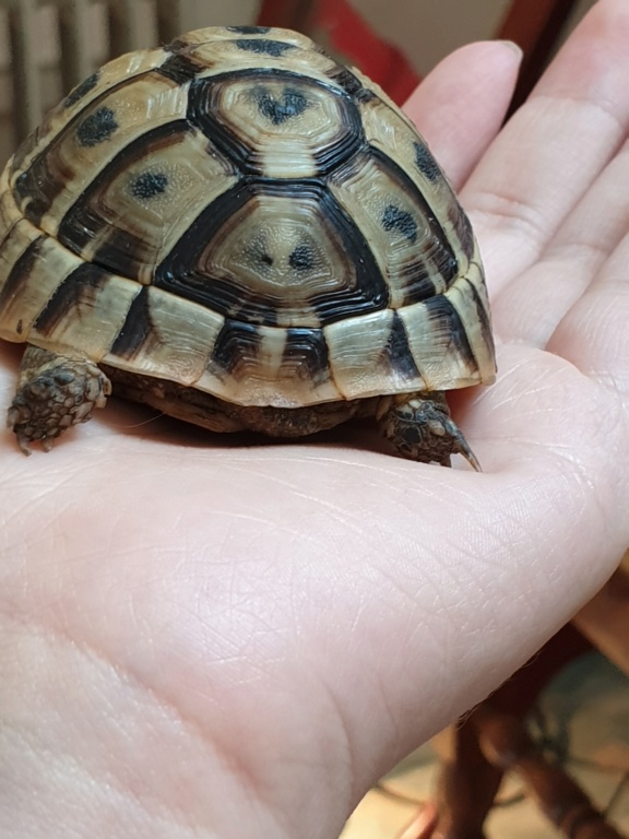 identification de ma petite tortue et conseil 20191014