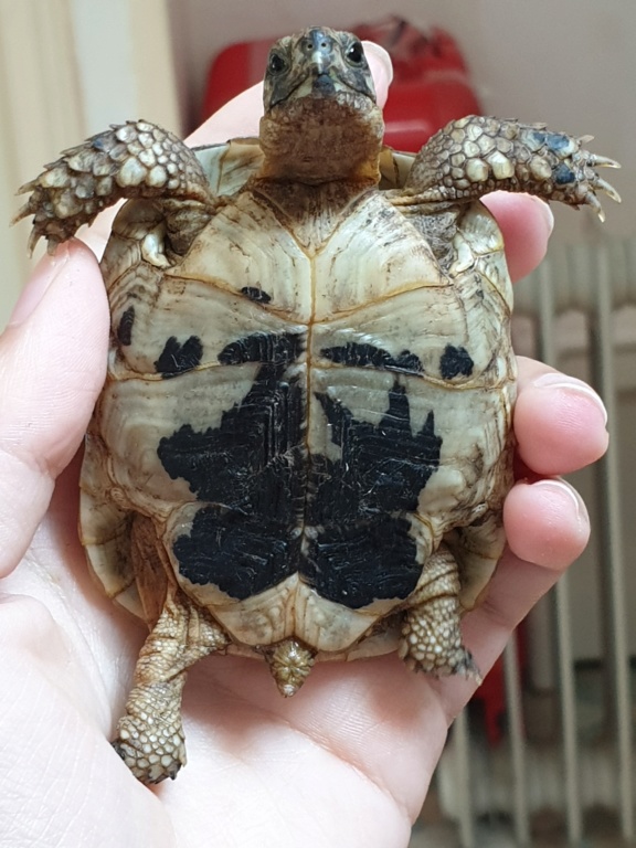 identification de ma petite tortue et conseil 20191016