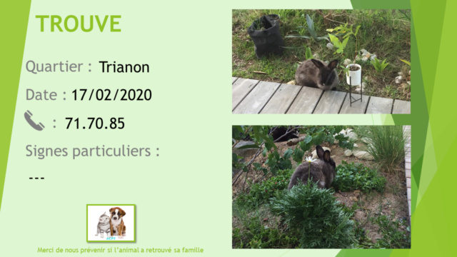 TROUVE LAPIN MARRON TETE NOIRE A TRIANON RESIDENCE OLYMPE LE 17.02.2020 Animal10