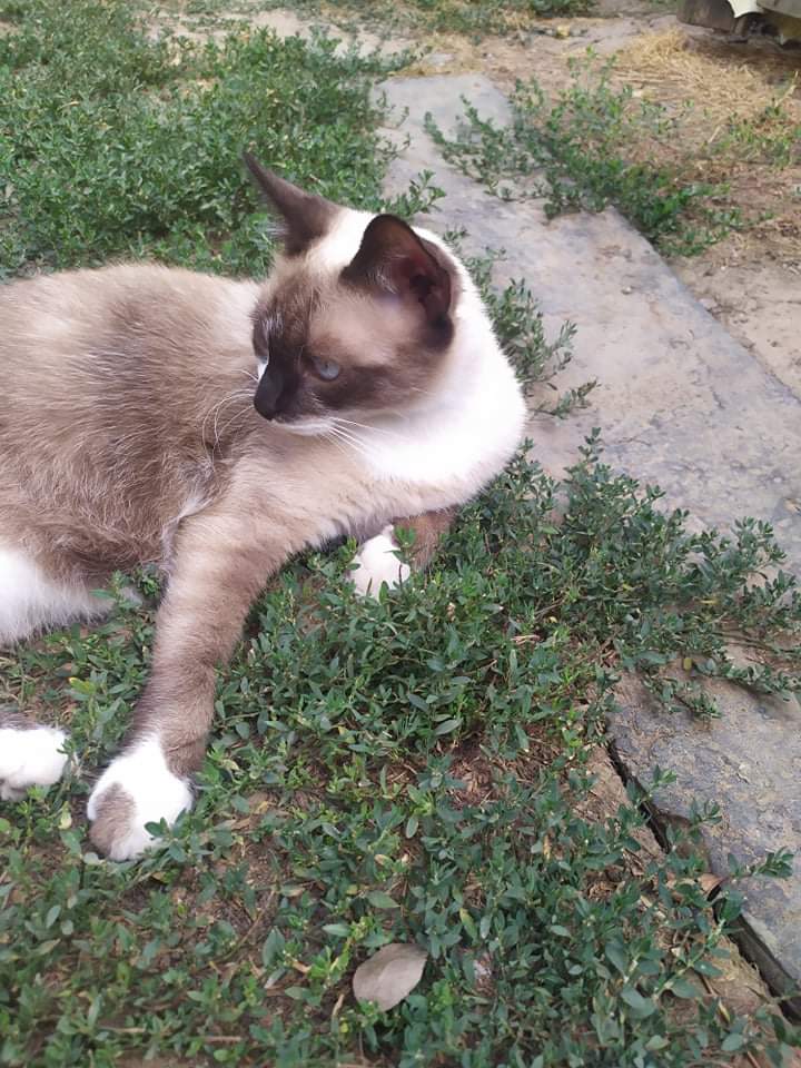 BOTIC, chat mâle typé siamois, né environ aout 2020 - en FA à Bucarest - ADOPTE PAR SA FA EN ROUMANIE Recei253