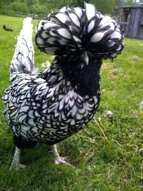 الدجاج الهولندي العجيب و شكله الرائع Fb_img12