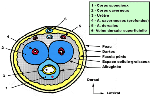 pénis - portion dorsale/ventrale du pénis  Unname10