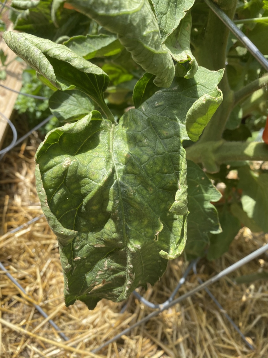 Tomato Mosaic Virus...Fearing the Worst :( Img_3511