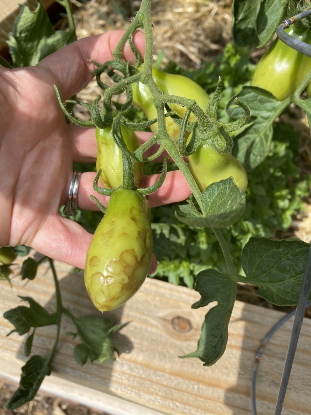 Tomato Mosaic Virus...Fearing the Worst :( Img_3512