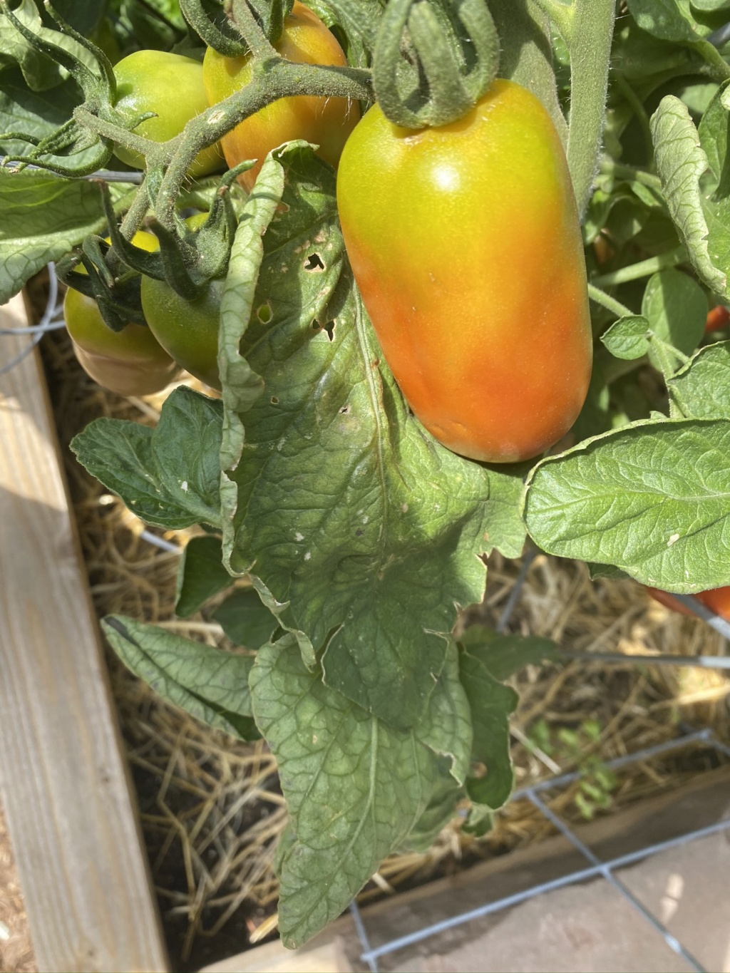 Tomato Mosaic Virus...Fearing the Worst :( Img_3518