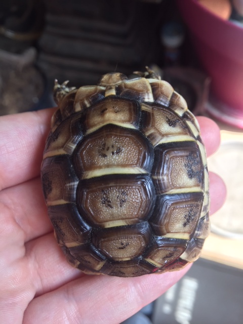 identification de ma tortue  Img_5218