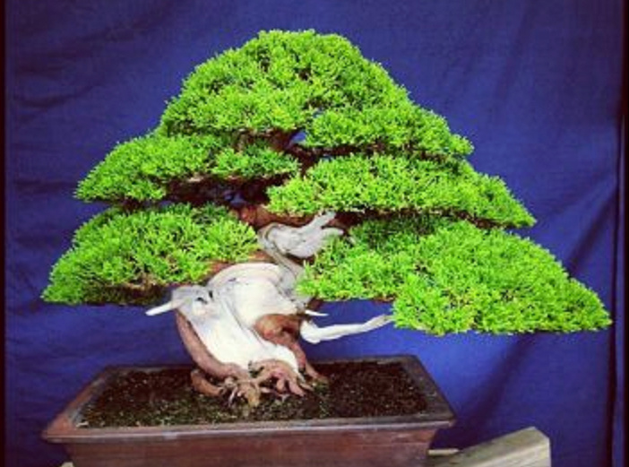 Poda junipero chino Bonsai10