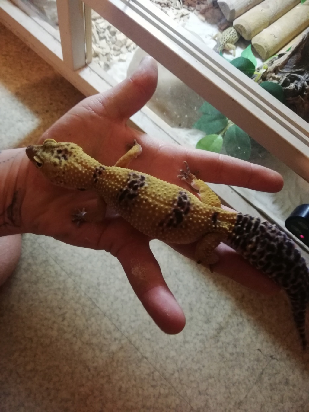 Mes geckos léopard ne mange plus !  Img_2012
