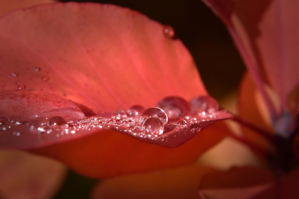 Des perles de pluie venues de pays....  Dsc_0110