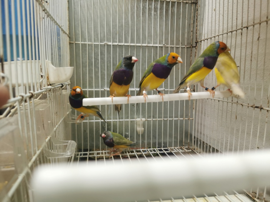 Diamante Gould a controcer a cabeça  Img_2019