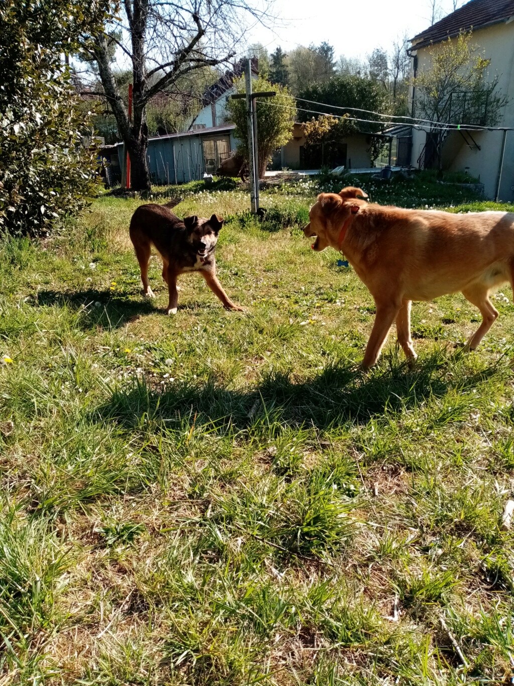 MIRANDA - femelle - Taille moyenne - Née environ juillet 2019 - REMEMBER ME LAND - Adoptée par Ana (77) - Page 3 Img_2028