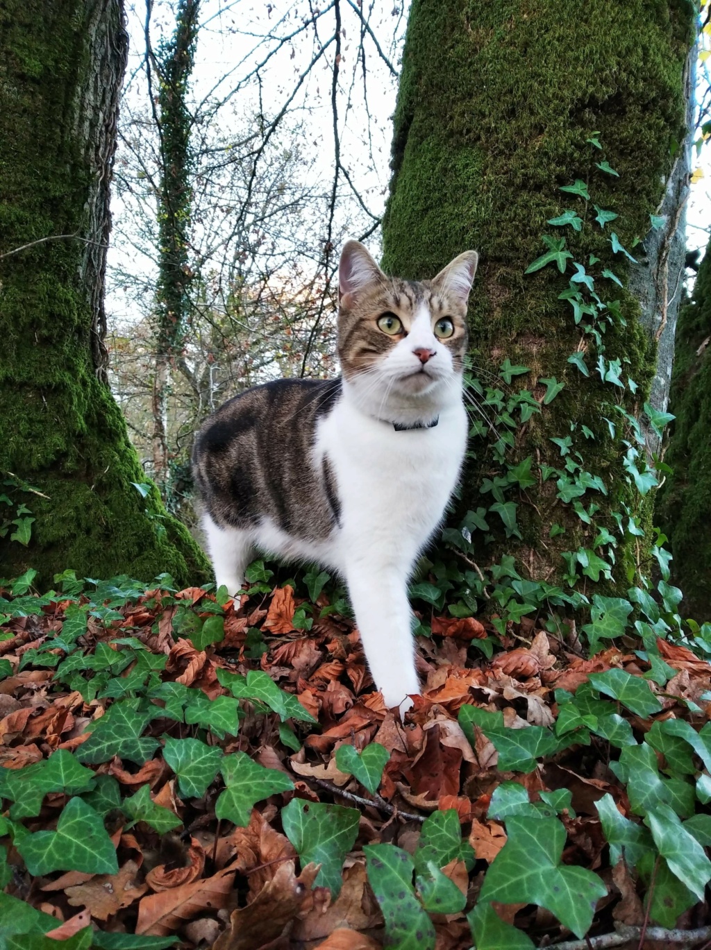 Oz , chaton mâle de type européen tabby et blanc, né le 18/08/2018 Receiv13