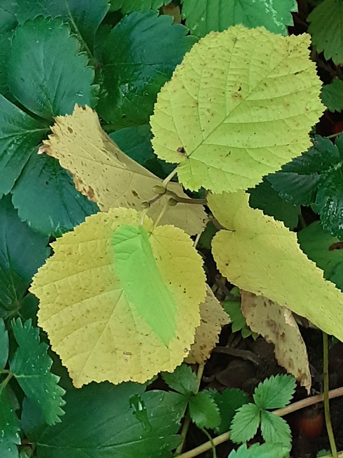 jardin d'AntoineR82 - Page 4 20221010