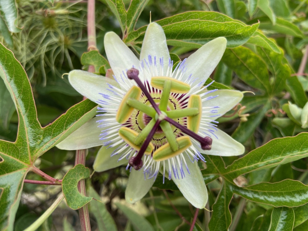 Trouver le nom d'une plante ou d'une fleur (application smartphone) Img_7910