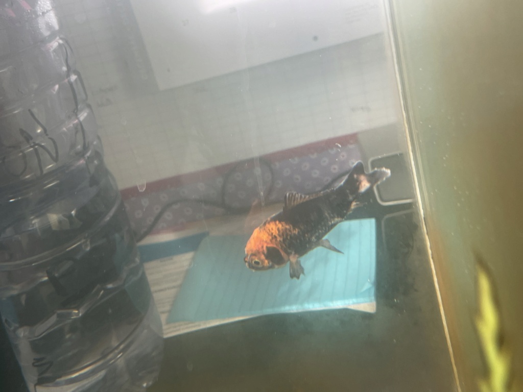 Maladie poisson rouge taches noires et perte nageoires