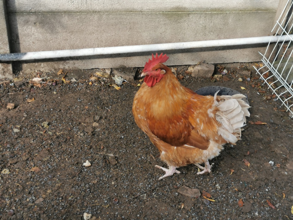 identification race de mes poules et coq Img_2011