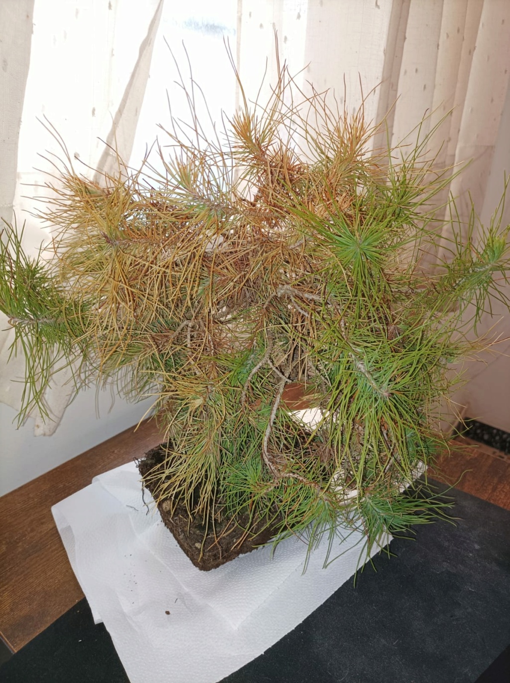 Pinus halepensis, principiante 310