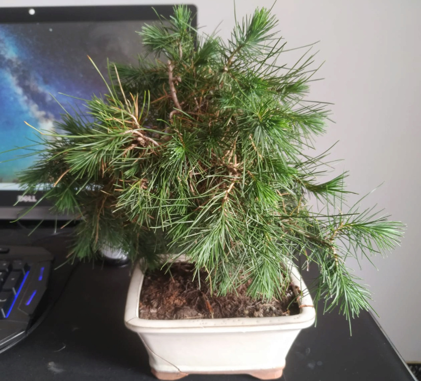 Pinus halepensis, principiante Bon11110