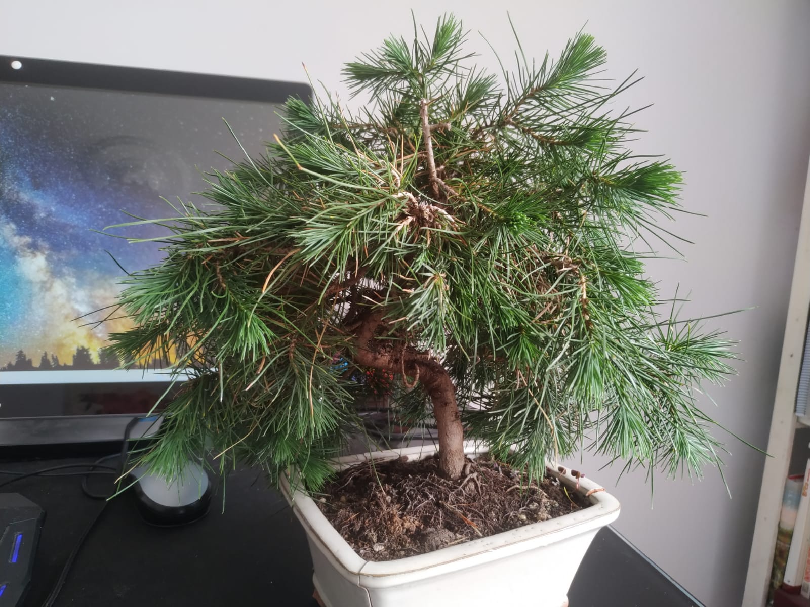 Pinus halepensis, principiante Bon31310