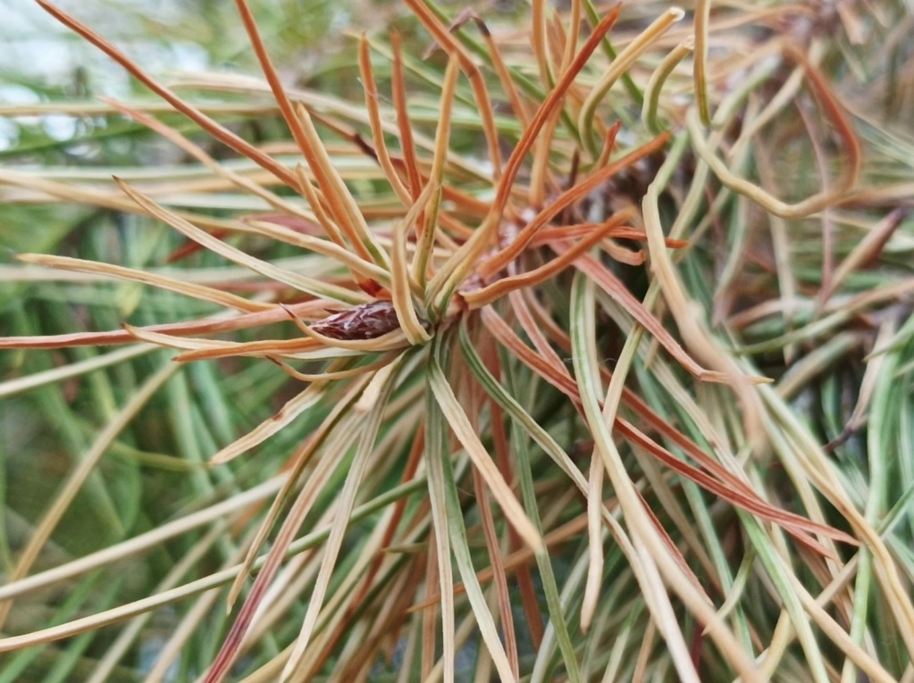 Pinus halepensis, principiante Whatsa16