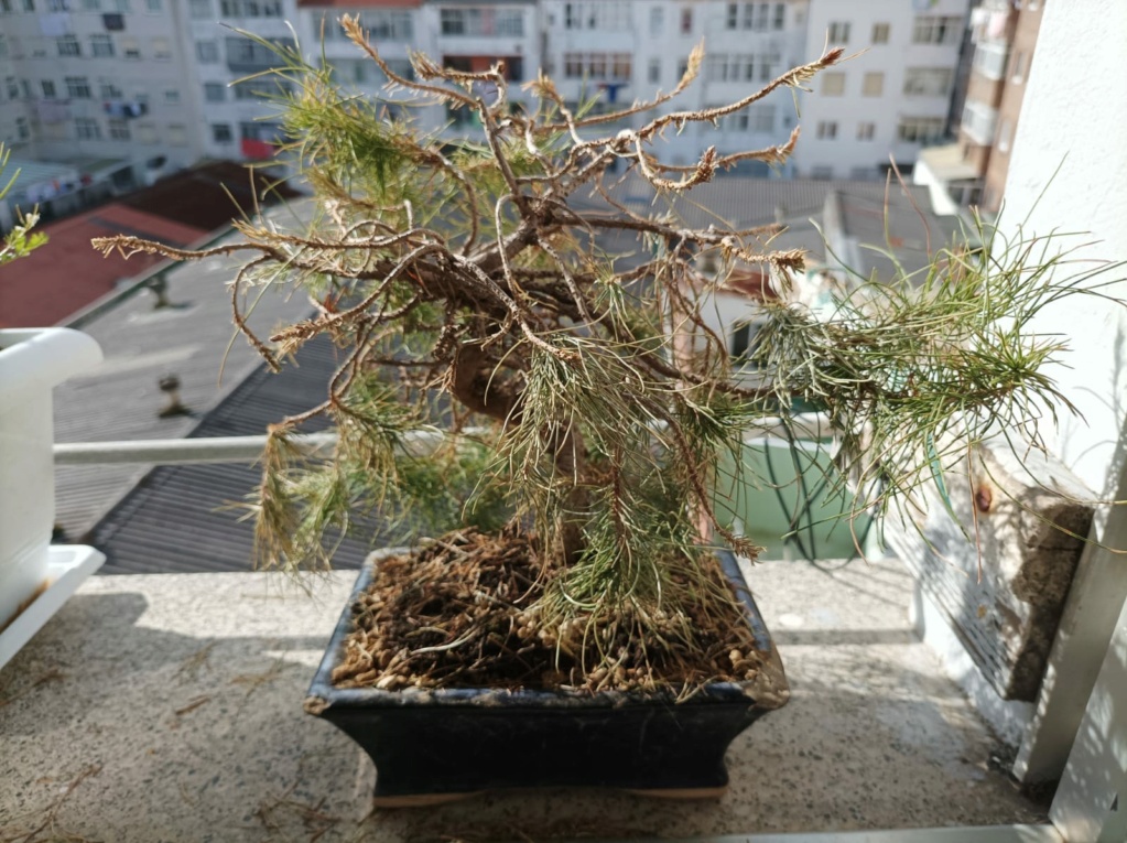 Pinus halepensis, principiante Whatsa17