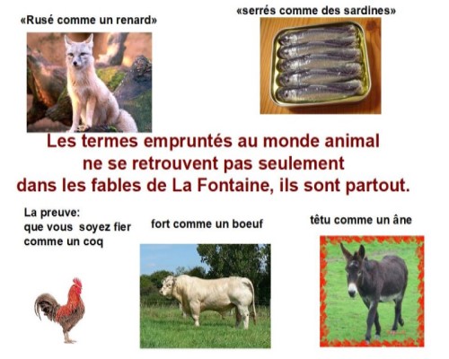 Le français, une langue animale...* Xg_0210