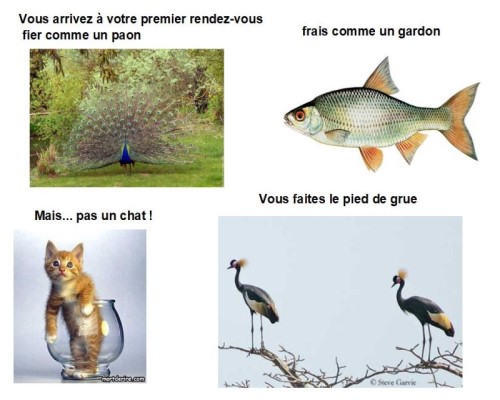 Le français, une langue animale...* Xg_0410
