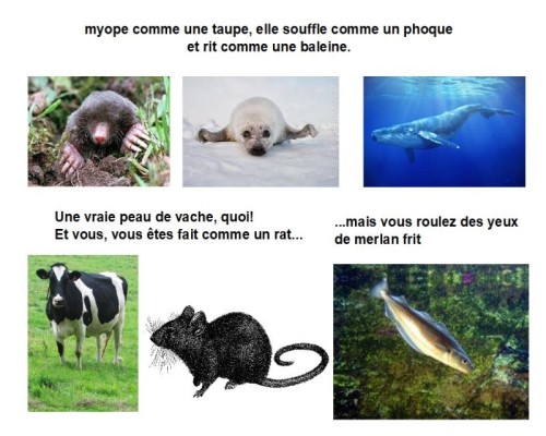 Le français, une langue animale...* Xg_0910