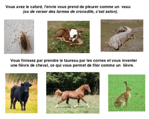 Le français, une langue animale...* Xg_1110