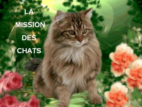 La mission des chats * Xx_0151