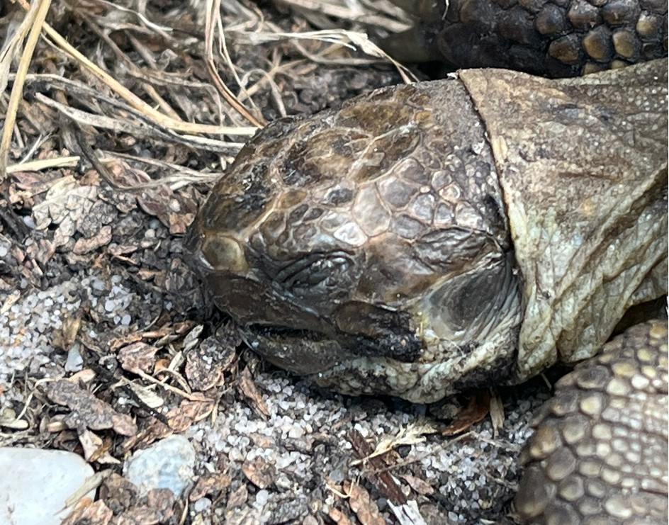 Tortue pas en forme ? 110